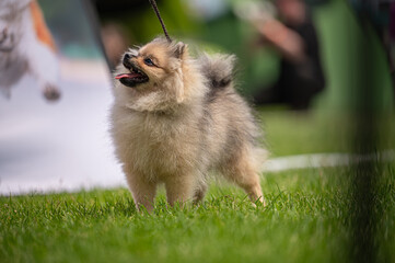 Pies Szpic miniaturowy, pomeranian  © Grzegorz