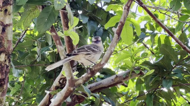 Chalk-browed mockingbird preening feathers on tree branch in Brazil