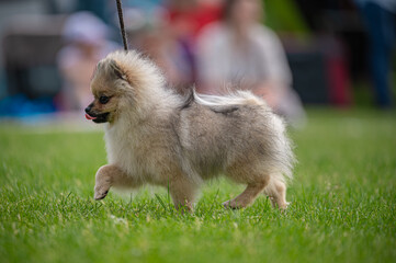Pies Szpic miniaturowy, pomeranian  © Grzegorz