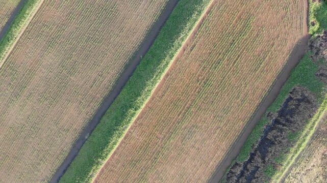 Aerial drone shot rising vertically directly over the geometric patterns of the Arai Rice Terraces in Ine, Kyoto, Japan