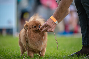 Pies Szpic miniaturowy, pomeranian  © Grzegorz