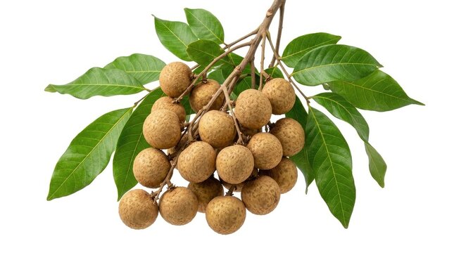 A cluster of langsat fruits hangs from a branch with green leaves.