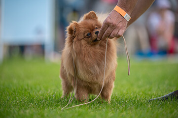 Pies Szpic miniaturowy, pomeranian  © Grzegorz