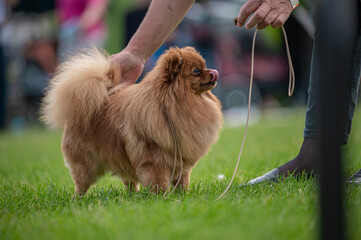 Pies Szpic miniaturowy, pomeranian  © Grzegorz