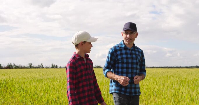 Father and son walk through golden wheat field while farmer shares experience and points toward horizon. Authentic family farming scene represents mentorship, heritage and future agriculture.
