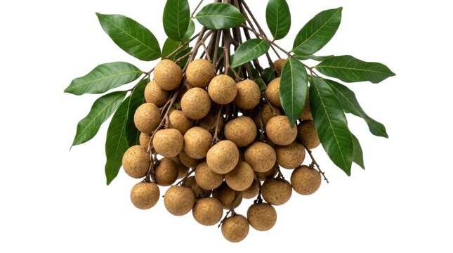 A bunch of langsat fruits hangs from a branch.