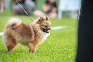 Pies Szpic miniaturowy, pomeranian  © Grzegorz