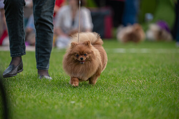 Pies Szpic miniaturowy, pomeranian  © Grzegorz