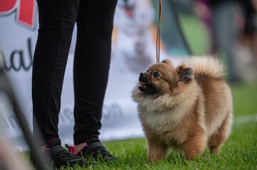 Pies Szpic miniaturowy, pomeranian  © Grzegorz