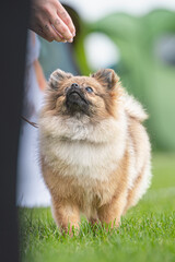 Pies Szpic miniaturowy, pomeranian  © Grzegorz