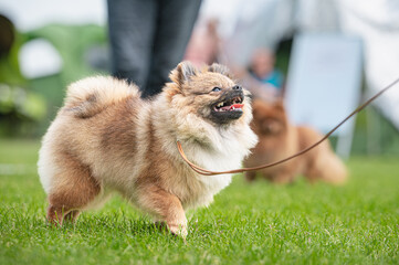 Pies Szpic miniaturowy, pomeranian  © Grzegorz