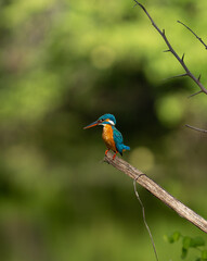 Obraz premium Common Kingfisher Perched on Dry Branch in Sri Lanka