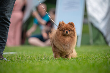 Pies Szpic miniaturowy, pomeranian  © Grzegorz