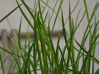 Obraz premium Title Fresh green chive leaves with morning dew in soft natural light
