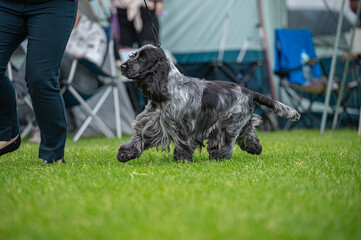 pies cocker spaniel © Grzegorz
