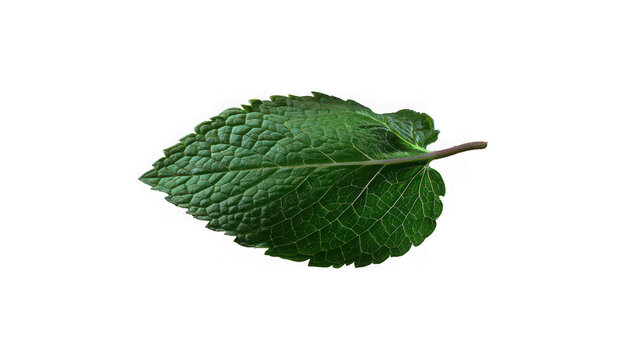 Single fresh mint leaf isolated on a white background with natural texture
