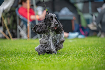 pies cocker spaniel © Grzegorz
