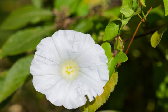 Fleur de liseron des bois.