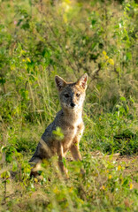 Fototapeta premium Golden Jackal Sitting Alert in Dry Zone Grassland Sri Lanka