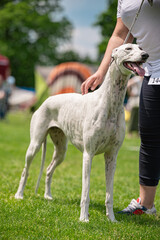 PIES Whippet (Chart angielski)  © Grzegorz