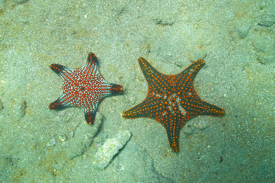 Starfish or sea stars on the ocean floor near Galapagos