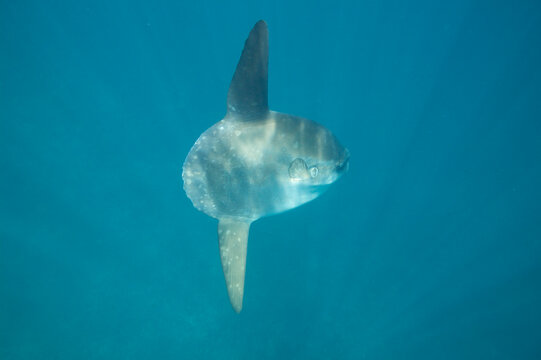 Ocean sunfish (Mola mola) swimming near the Galapagos Islands