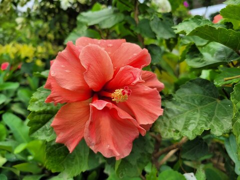 Double Petaled Coral Hibiscus Thoka Jaba Flower in Dhaka