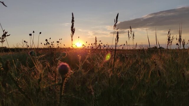 Beautiful sunset with rays of sun through a field of wild flowers