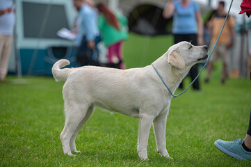 pies Labrador retriever © Grzegorz