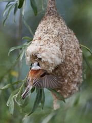 An adult Eurasian penduline tit feeding chicks in its hanging tree nest © Tomashko