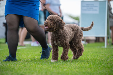 Pies Lagotto romagnolo © Grzegorz
