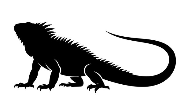 Modern iguana silhouette vector with raised head isolated on white background black reptile profile illustration for branding and design