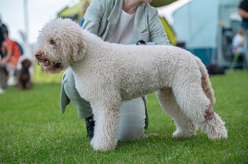 Pies Lagotto romagnolo © Grzegorz