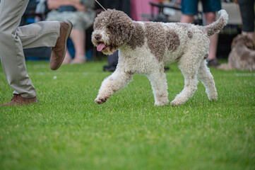 Pies Lagotto romagnolo © Grzegorz