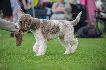Pies Lagotto romagnolo © Grzegorz