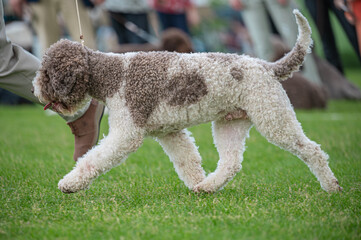 Pies Lagotto romagnolo © Grzegorz