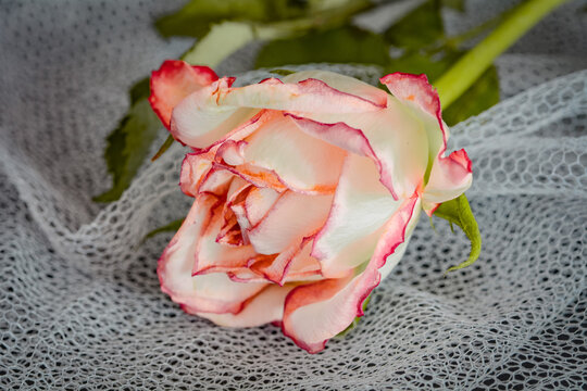 Cream rose with pink edges symbolizing elegance and natural beauty