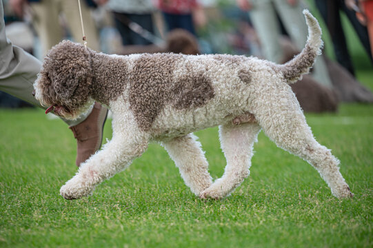 Pies Lagotto romagnolo