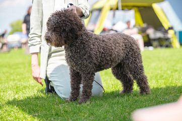 Pies Lagotto romagnolo © Grzegorz