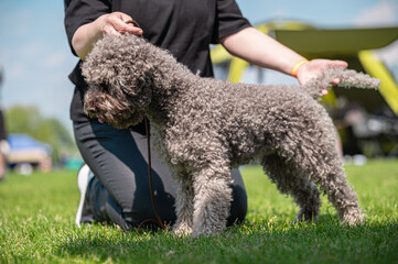 Pies Lagotto romagnolo © Grzegorz