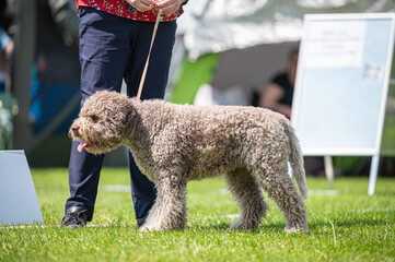 Pies Lagotto romagnolo © Grzegorz