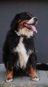 Portrait of well-groomed purebred Bernese Mountain Dog with healthy teeth, open mouth, highlighting professional long hair coat maintenance, de-shedding, canine dental care concepts. Pet walk on hot