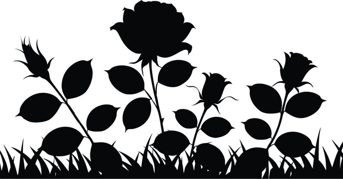 Blooming rose bush silhouette background featuring black shapes of summer garden flowers buds and leaves growing in dense grass vector illustration.