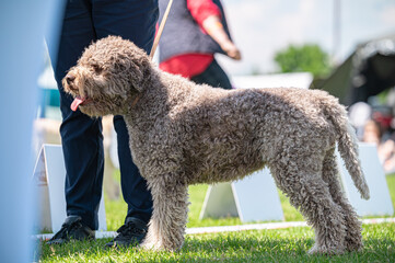 Pies Lagotto romagnolo © Grzegorz
