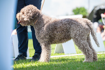 Pies Lagotto romagnolo © Grzegorz
