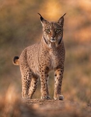 A magnificent Eurasian lynx standing alert in natural habitat with intense gaze and beautiful fur detail. Ideal for wildlife conservation, zoology, education, nature magazines, and environmental campa © UQink