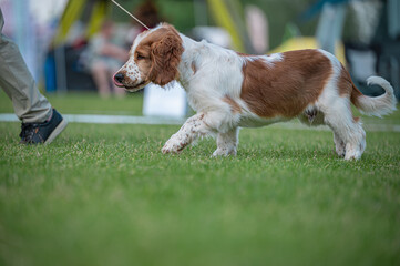pIES Sussex Spaniel © Grzegorz