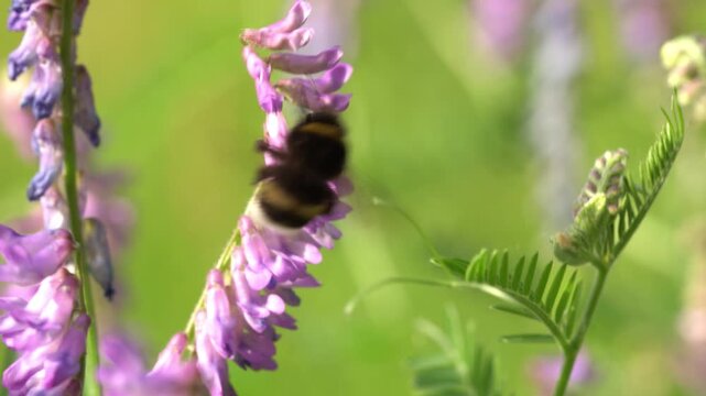 Spring nature, a bee sitting on a beautiful flower, macro
