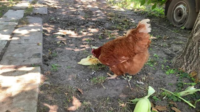 A red domestic hen pecks at an ear of corn in a sunny rural backyard. Natural feeding behavior of free-range poultry on a traditional farm, showcasing authentic countryside life and sustainable agricu