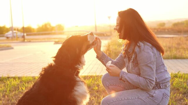 Dog training using positive reinforcement and treats. Happy woman feeds Bernese Mountain Dog who shakes paw at sunset in park. Concept of park lifestyle, training. Walking dog and owner
